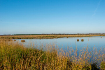 reeds in the water