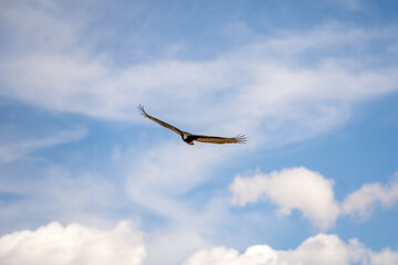 Flying turkey vulture (Cathartes aura) on a blue sky background. Wildlife photography.	
