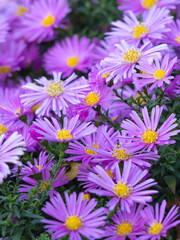 Fototapeta premium Purple Alpine aster blooming in the summer garden. Lots of purple daisy flowers. Alpine aster (Aster alpinus) in the garden. Decorative garden plant with purple flowers