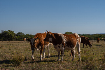 cows on a meadow
