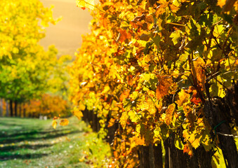 Wine yard golden leafes
