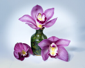  Pretty pink Cymbidium Orchid in a Vase on White background. Also known as Boat Orchid. Floral wall...