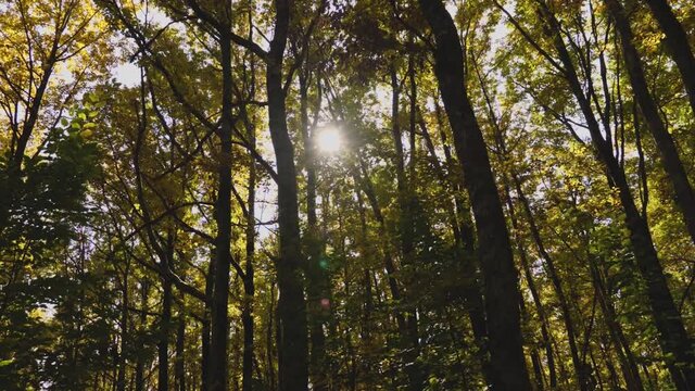 Movement through an autumn yellow-green forest. Time lapse photography. Beautiful lens flare and sunlight