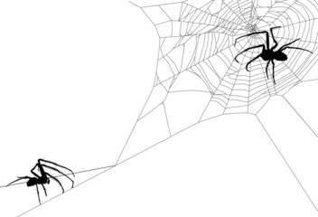 black two isolated large spiders in web illustration
