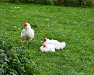 Hühner auf der grünen Wiese