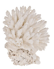 pure white isolated large polyp