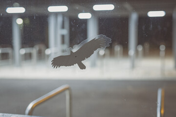 Sticker that resembles a bird of prey to keep other birds from hitting the glass surface which is potentialy lethal.