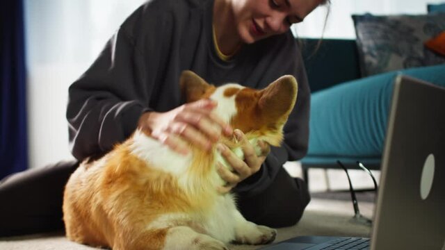 Young woman petting corgi dog close-up. Handler strocking her golden puppy in living room. Happy domestic animal lying near laptop computer. Pembroke welsh corgi relaxing.