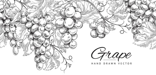 Seamless horizontal pattern or border with grapes hand drawn. Vector sketch illustration isolated on white background. - obrazy, fototapety, plakaty
