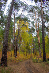 Wonderful autumn road in the forest. A dirt road meanders between trees in an autumn pine forest in the Urals