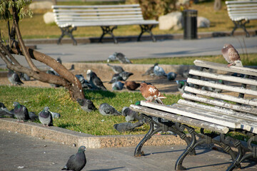 In a city park. Many pigeons on a bench and a lawn