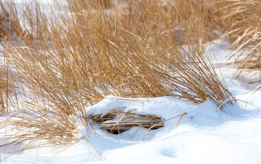 Dry grass in the snow in winter.