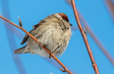 Portrait of a sparrow on a tree branch