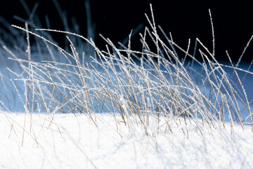 Dry grass in the snow in winter.
