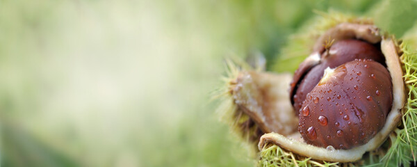 panoramic view on a freshness chesnut in shell and covered with water drops on green background