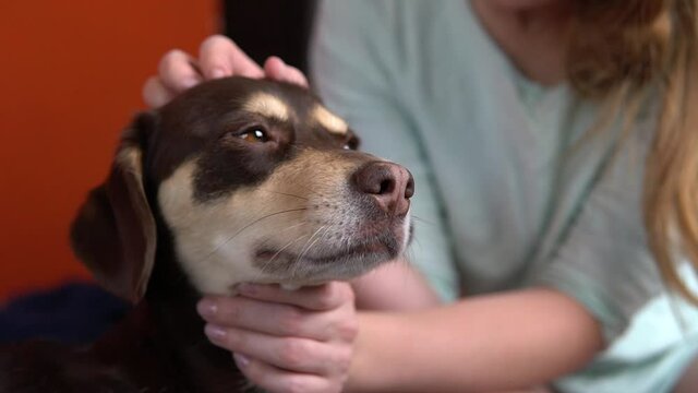 Cute brown dog relaxing on. Woman petting her fluffy puppy pet. Domestic animal friendship. Selective focus close up.