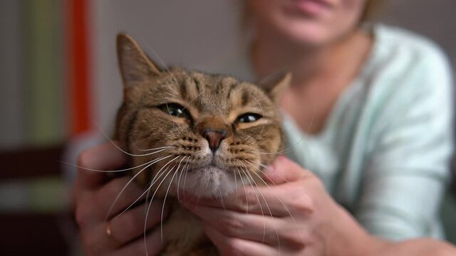 Cute cat relaxing on girl's hands. Woman caress her fluffy pet. Domestic animal slow motion close up.