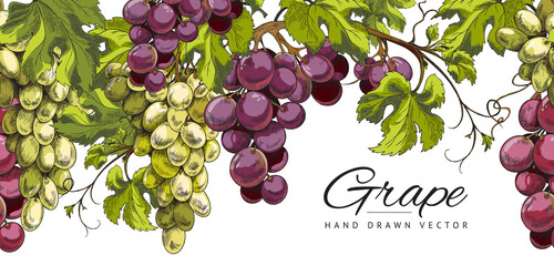 Banner background with hand drawn grape bunches, sketch vector illustration. - obrazy, fototapety, plakaty