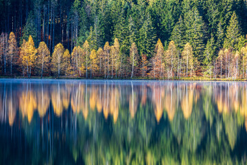 Stunning foggy autumn landscape with colorful green and yellow trees reflecting in the lake. Transylvania, Saint Anne Lake, Romania.