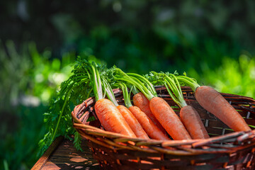 bunch of fresh carrots in a basket