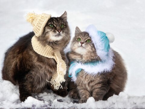 Two funny cats sitting on the snow