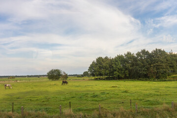 Fototapeta na wymiar Antwerp, Belgium, a cow grazing on a lush green field