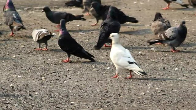 A selective-focus shot of a pigeon in the street on a sunny day