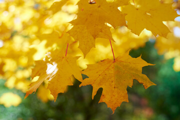 Autumn leaves nature background.