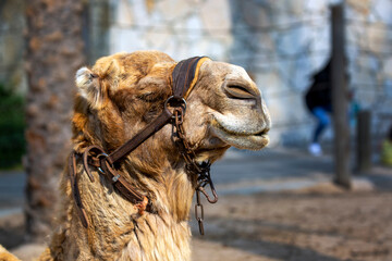 Camels relaxing with the mouth open waiting for food. Cropped photo of camel with bridles stands...