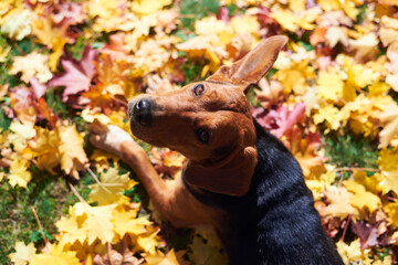 Portrait of dog pet in nature autumn.