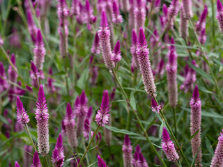 赤紫のノゲイトウ