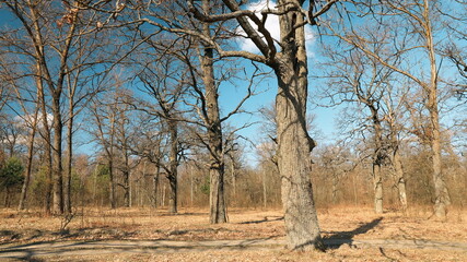 Fototapeta na wymiar Oak Trees Without Leaves In Beautiful Early Spring Sunny Day. Nature Deciduous Forest Landscape