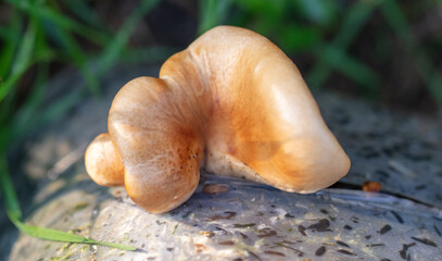 Oyster mushrooms on the farm.