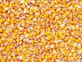 Yellow corn grain texture, cereal freshly harvested