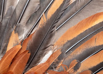 Feathers of a ginger rooster as a background.