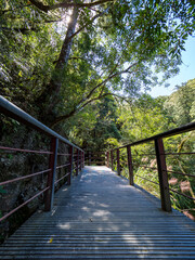 Footpath going through the green forest.