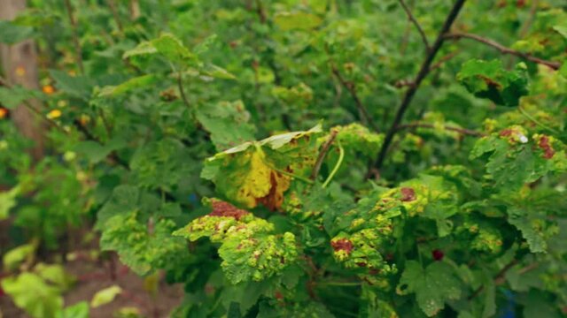 4K Traces Of Defeat By Leaf Gall Midges On Red Currant Leaves In Summer Sunny Day. Plant Disease