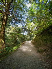 Fototapeta na wymiar Footpath going through the green forest.