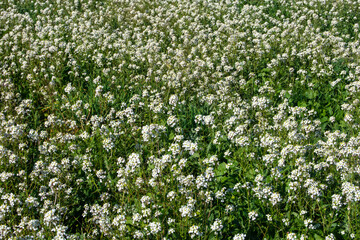 Textura o fondo de flores blancas silvestres