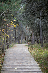 Wooden footbridge between tree branches, the legs of the observation tower can be seen at its end - Kleistu mežs, Latvia