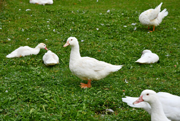 Hausenten auf der grünen Wiese