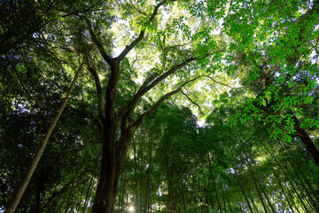 sun rays in the forest