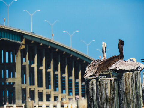 pelicanos en su abitad