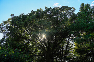 trees and sky