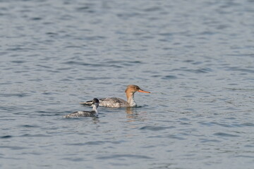 black necked grebe and red breasted merganser in the sea