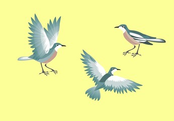 Set of birds in various poses vector isolated on white