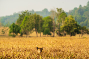deer in the meadow