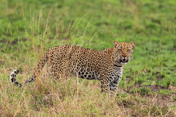 Leopard - Panthera pardus, beautiful iconic carnivore from African bushes, savannas and forests, Queen Elizabeth National Park, Uganda.