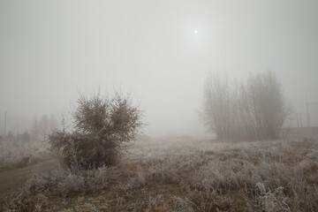 Autumn thick fog. Trees and grass in frost. Morning gloomy mystical landscape.