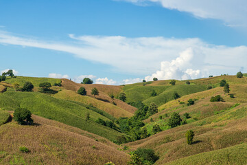 corn field mountain